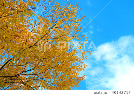 紅葉と青空の風景 40142717