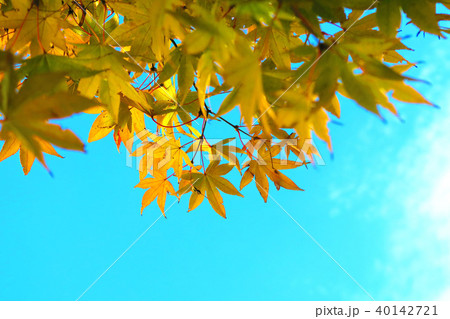 紅葉と青空の風景 紅葉と青空の風景 40142721