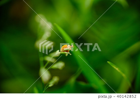 昆虫 虫 蟲 40142852