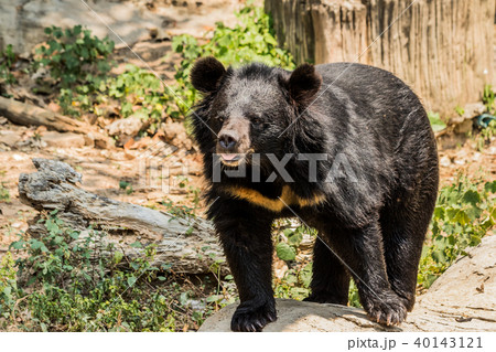 Black bear in the forest asia thailand. 40143121