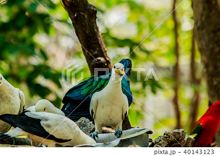 White pigion Eating food White pigion Eating food 40143123