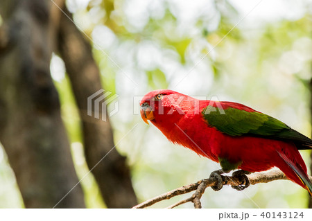 Chattering lory sitting on a tree branch Chattering lory sitting on a tree branch 40143124