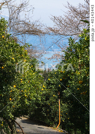 夏みかん畑のある風景 40143443