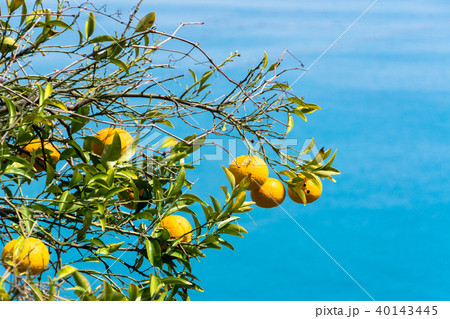海辺の夏みかん畑 40143445