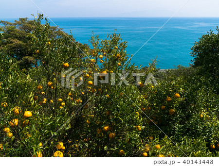 夏みかん畑と駿河湾 夏みかん畑と駿河湾 40143448