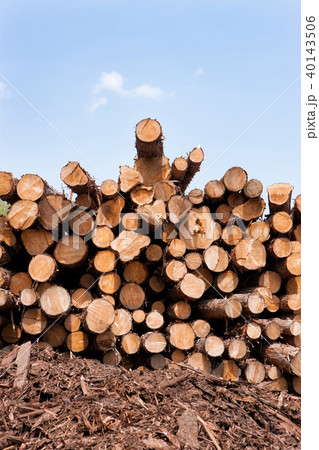 木材 木 屋外 40143506