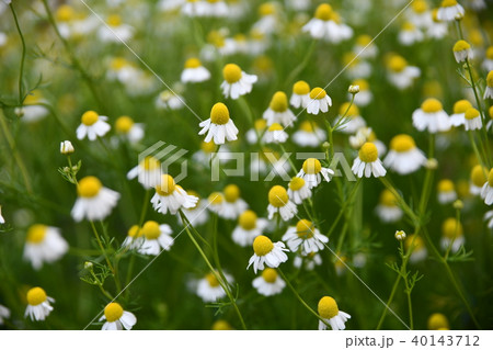 ジャーマンカモミールの写真素材