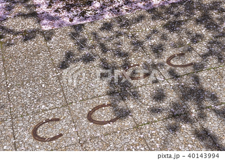 十和田市の桜 十和田市の桜 40143994