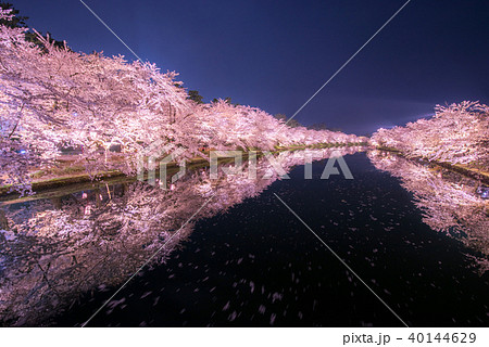 弘前公園の桜 西濠 春陽橋から リフレクション 弘前公園の桜 西濠 春陽橋から リフレクション 40144629