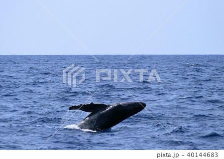 ザトウクジラのブリーチングの写真素材