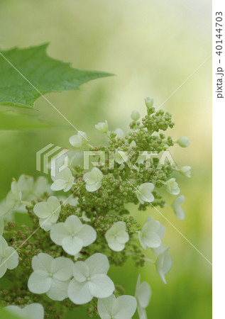 紫陽花の咲くころ 40144703