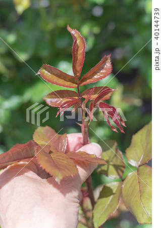バラの新芽を持つ手 バラの新芽を持つ手 40144739