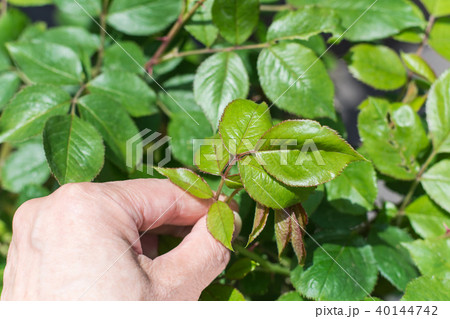 バラの新芽を持つ手 40144742
