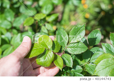 バラの新芽を持つ手 バラの新芽を持つ手 40144743