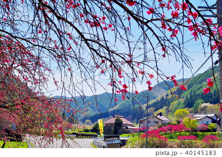 ハナモモ 花 ハナモモ 花 40145183