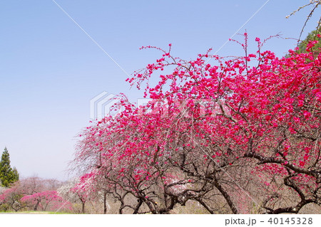 ハナモモ　花 40145328