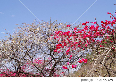 ハナモモ 花 ハナモモ 花 40145329