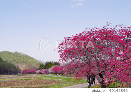 ハナモモ　花 40145346