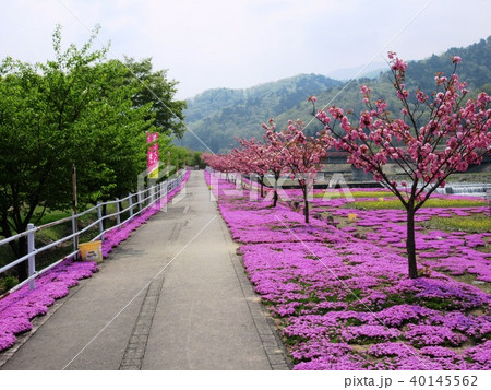 山寺　立谷川の芝桜 40145562