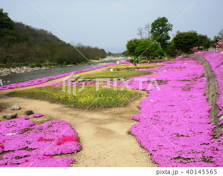 山寺　立谷川の芝桜 40145565