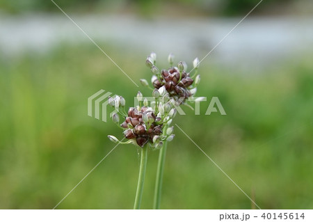 ノビルの花とムカゴ ノビルの花とムカゴ 40145614