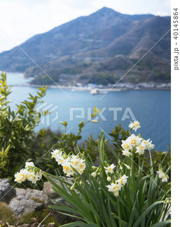 広島　水仙と大崎下島 40145864