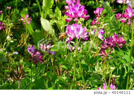 蓮華草の蜜を採取する蜂 40146111