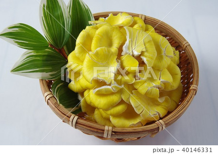 タモギ茸　黄色のきのこ 40146331