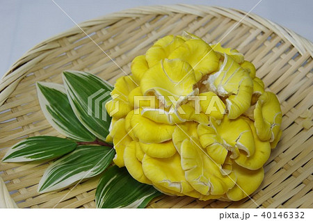 タモギ茸　黄色のきのこ 40146332