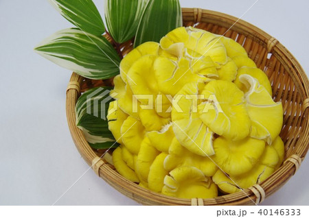 タモギ茸　黄色のきのこ 40146333