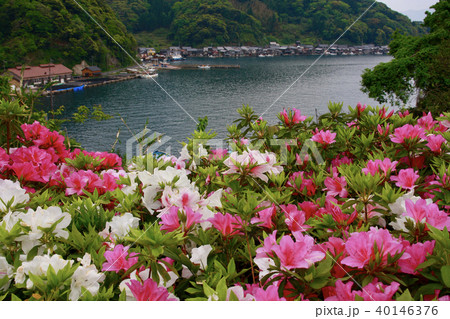 京都京都 伊根町 舟屋 ツツジ 40146376