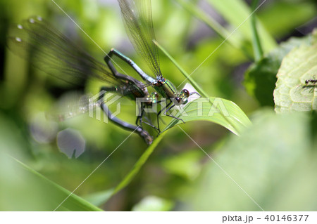 アサヒナカワトンボの交尾 アサヒナカワトンボの交尾 40146377