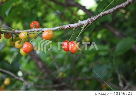 サクランボの実 40146523