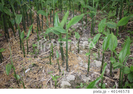 ミヨウガ生育中 40146578