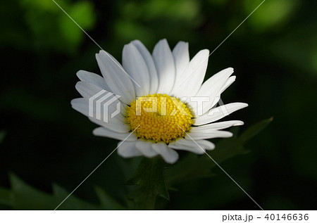 ノースポール (カンシロギク) ノースポール (カンシロギク) 40146636