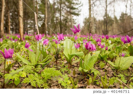 Field. Flower field. The first spring flowers Field. Flower field. The first spring flowers 40146751