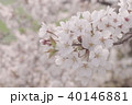 桜 40146881