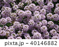 タイムの花 40146882