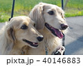 ミニチュアダックスフント 40146883
