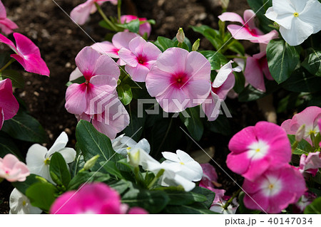 ピンクと白のペチュニアの花の写真素材
