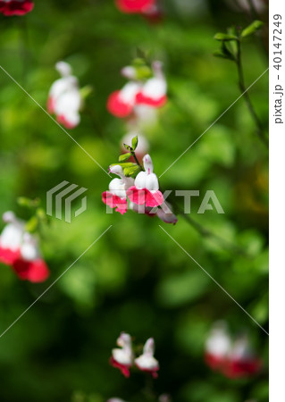 赤と白のサルビア ホットリップス の花のアップの写真素材