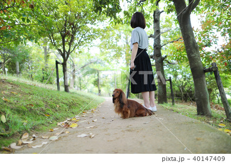 新緑とダックスフンド 40147409