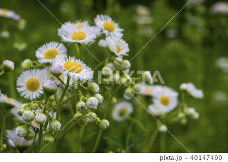 春の野花 ハルジオン 春の野花 ハルジオン 40147490