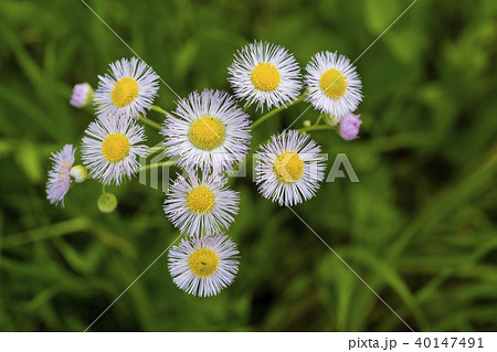 春の野花 ハルジオンの写真素材