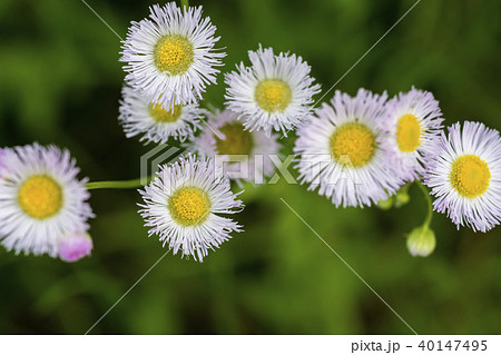 春の野花 ハルジオンの写真素材