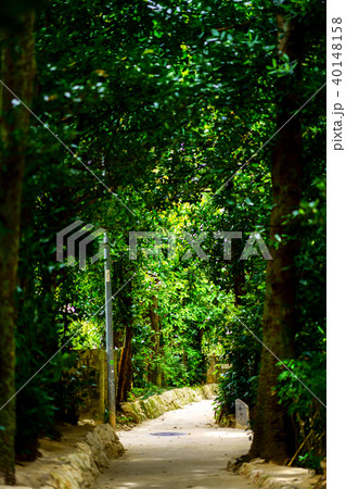 備瀬のフクギ並木 40148158