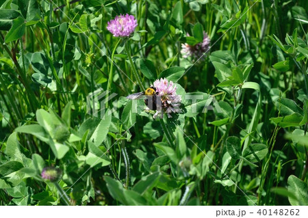蜜集めのクマバチ 蜜集めのクマバチ 40148262