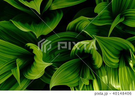 バイケイソウ 40148406