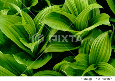 バイケイソウ 40148407