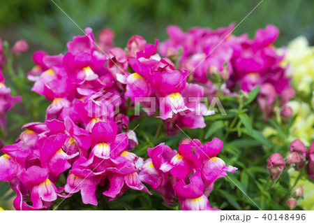 金魚草 金魚草 40148496